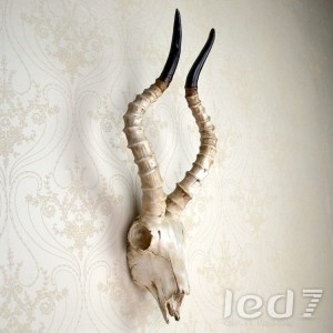 Loft Industry Ridged Antelope Horns