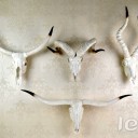 Loft Industry Longhorn Steer Skull