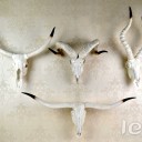 Loft Industry Longhorn Steer Skull